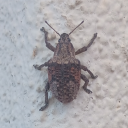 look-at-a-speck-on-the-ground avatar