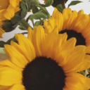 lookingforalaska avatar