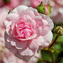 looky-looky-i-got-hookie avatar