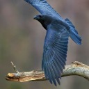 loose-cannon-capacitor avatar