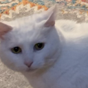 loquacious-to-a-fault avatar