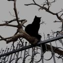 lostsoulsoc1ety avatar