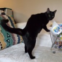 loudannoyingkitty avatar