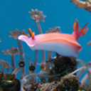 love-a-nudibranch avatar