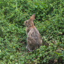 love-is-the-fear-of-loss avatar