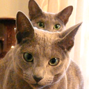 love4my2cats avatar