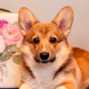 lovecorgis avatar