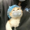 loveless-dream avatar