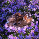 lovely-lavender-sunshine avatar