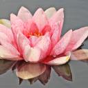 lovely-lotus avatar