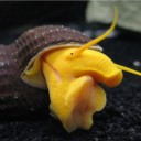 lovelysnailfacts avatar