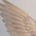 lovelystimboardheaven avatar