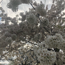 lovemealittle avatar