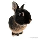 loverangelprincess avatar