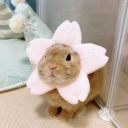 lovinglagomorph avatar
