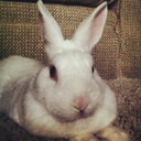 luciferrabbit avatar