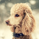 lucifers-poodle avatar