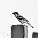 luckyllobster avatar