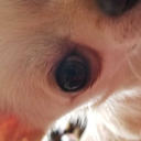 lunarferocity avatar