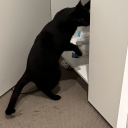 lunarlycanclipse avatar