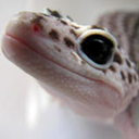 lunationgeckos avatar