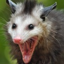 lurking-roadkill avatar