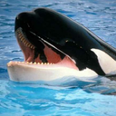 luthfichoirul avatar