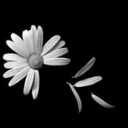 lying-daisies avatar