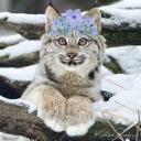 lynxindisguise avatar