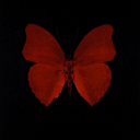 macabre-moths avatar