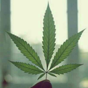 maconheiro4i20 avatar