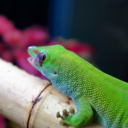 madagascargiantdaygecko avatar