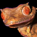 madagascarphantasticus avatar