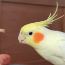 made-me-giggle avatar