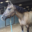 magesticmaggie avatar