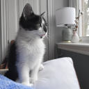 maggieedwards avatar