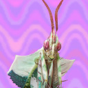 maggotmunchies avatar