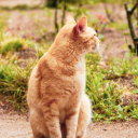 magicalchipsy avatar