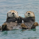 magicalsnails avatar