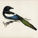 magnetic-magpie avatar