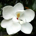 magnolia-blossom-orphanage-blog avatar