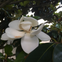 magnolias-in-bloom avatar