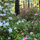 magnoliasbloomatsunset avatar