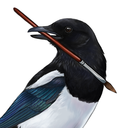 magpie-feathers avatar