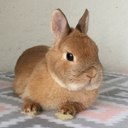 maizybunni avatar