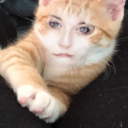 majesticdragon avatar