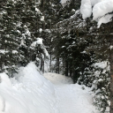 majesticmustache avatar