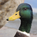 makewayforducks avatar