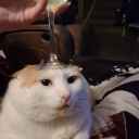 malicioussquirrel avatar