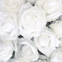 malikajavoian avatar